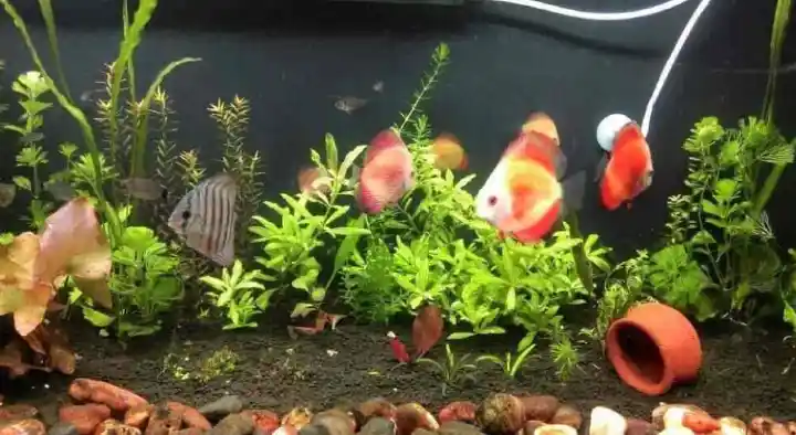 Vasu kennels Pets and Aquarium in Bhanugudi Junction