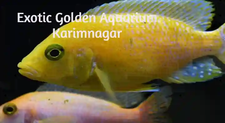 Exotic Golden Aquarium in Vijaynagar Colony