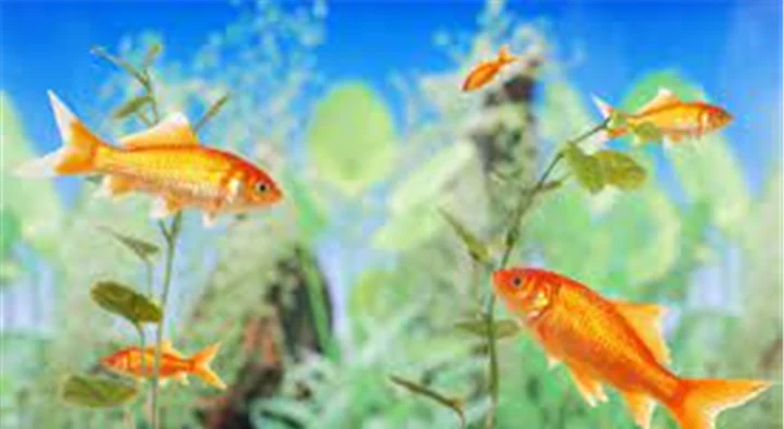 Golden Pets and Aquarium in Gandhi Nagar