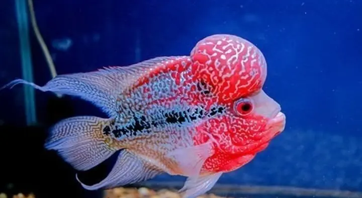 Hrishikesh Aquarium and Pets in NS Road