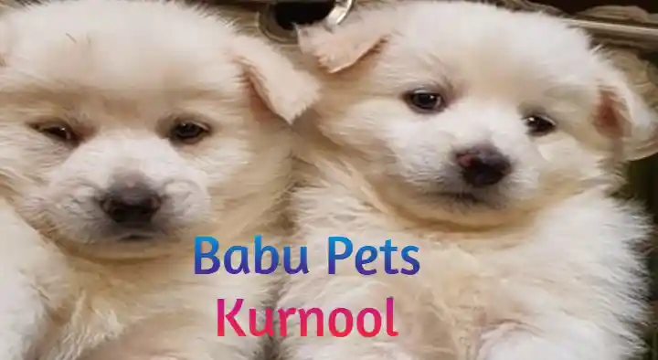 Babu Pets in Somisetty Nagar
