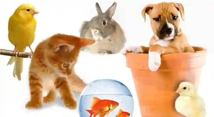 Royal Pets and Aquarium in Anna Nagar