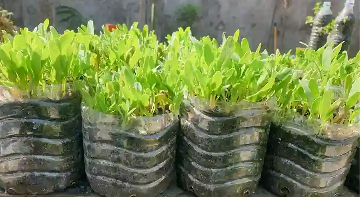 Sri Bhavani Organic Store in Azad Nagar