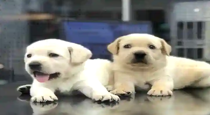 Kavin Pet Shop in ASN Colony