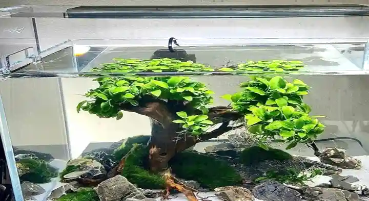 ALM Aquarium Centre in Manyamchalka