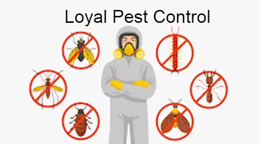 Loyal Pest Control in Revenue Colony