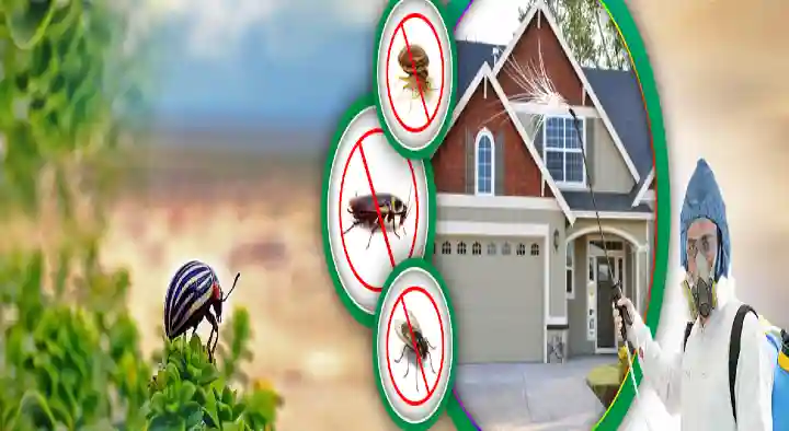 Maruthi Pest Control in Rotary Nagar