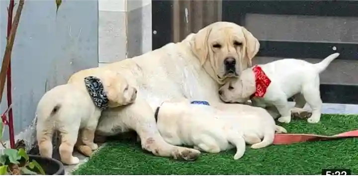 Laxmi Prasanna Aquariums in Shivaji Nagar