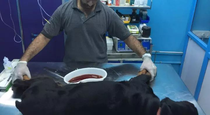 Global pet speciality clinic in Sivaji Nagar