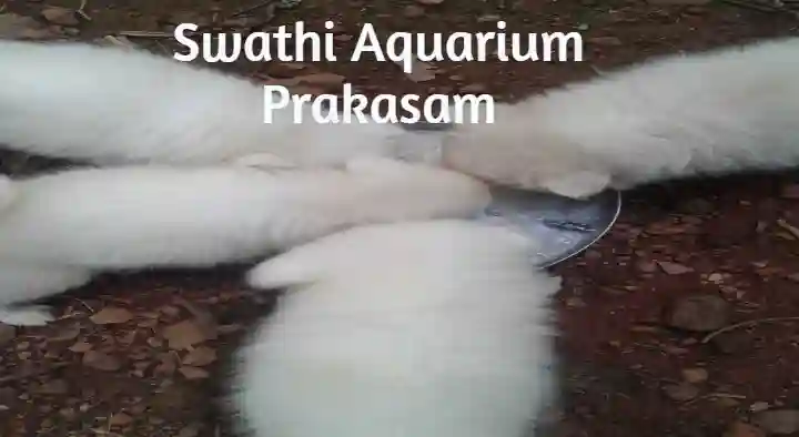Swathi Aquarium in Wood Nagar Colony