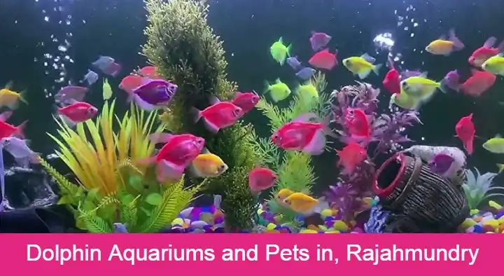 Dolphin Aquariums and Pets in Ambedkar Nagar