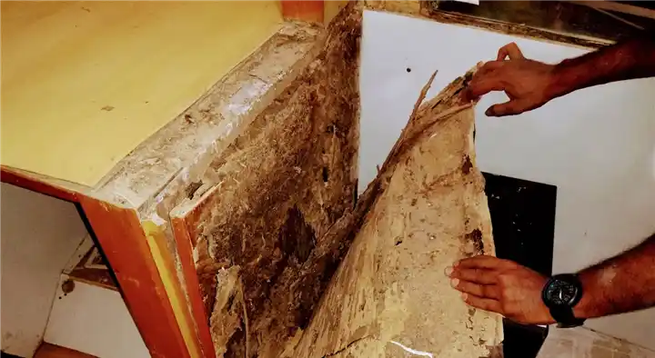 Asian Pest Control Service in Papanakampalayam