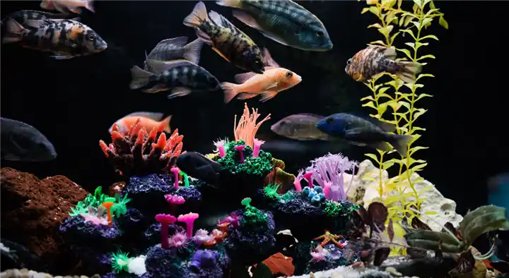 Golden Aquarium and Pets in Ikkanda Warrior Road