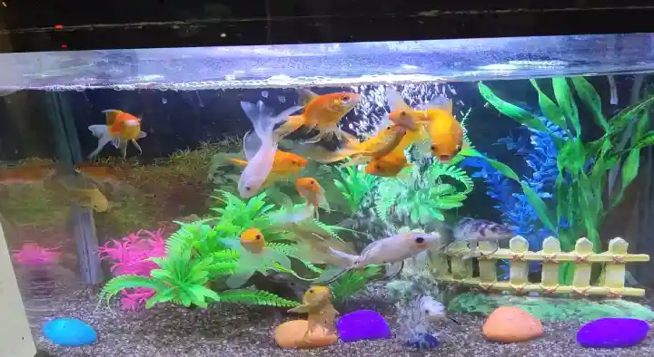 Deepthi Aquarium and Pets Shop in Kairasi Nagar