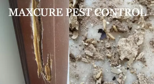 MAXCURE PEST CONTROL in Sathyanarayanapuram, Tirupati