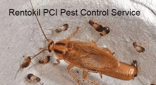 Rentokil PCI Pest Control Service near Padmavathi Nagar in Tirupati