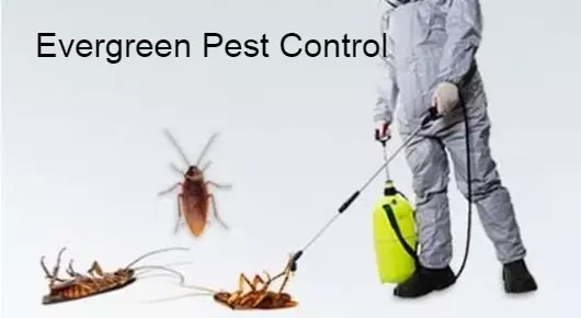 Evergreen Pest Control in Mangalam
