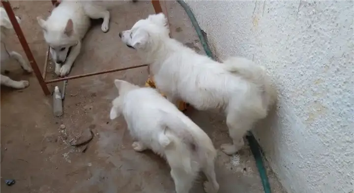 Sowmitthraa Aquarium and Pets Shop in Kumar Nagar