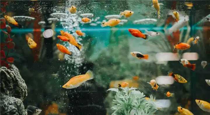Google Aquariums in Governorpet