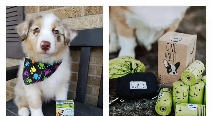 Marshalls Pet Zone in Governorpet