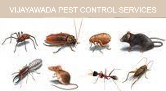 VIJAYAWADA PEST CONTROL SERVICES in Bavajipet
