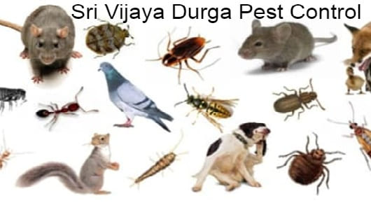 Sri Vijaya Durga Pest Control in MG Road, Vijayawada