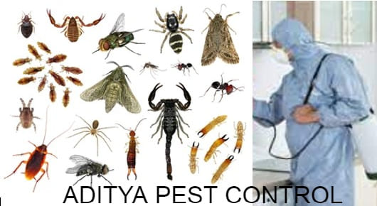 ADITYA PEST CONTROL in PORANKI, Vijayawada