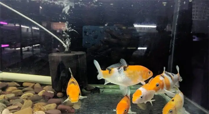 JB Aquarium World in MVP Colony