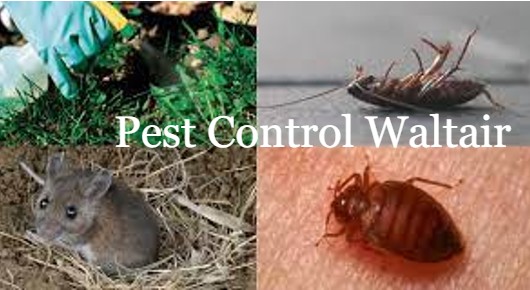 Pest Control Waltair in Seethammadhara, Visakhapatnam