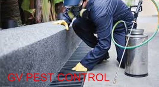 GV PEST CONTROL in Arilova, Visakhapatnam