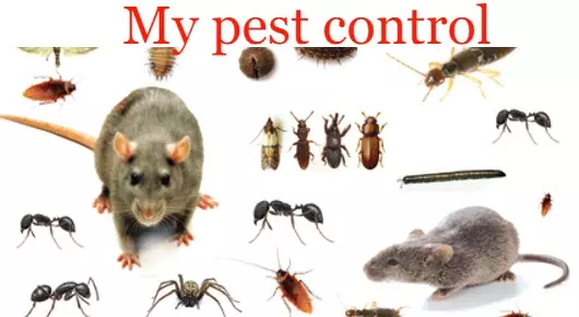 My pest control in Kothapeta