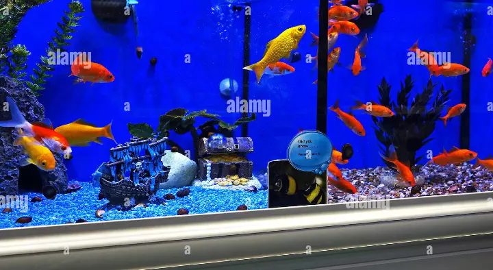 Rajasthan Fish Plaza Pet Store in Hanamkonda, Warangal