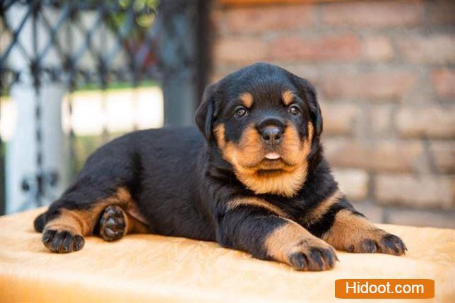 Atp Pet House Pets And Pet Accessories Near Sangamesh Circle In Anantapur Ap - Photo No. 41