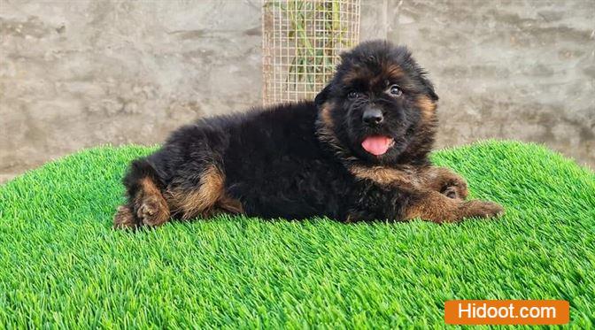 Atp Pet House Pets And Pet Accessories Near Sangamesh Circle In Anantapur Ap - Photo No. 21