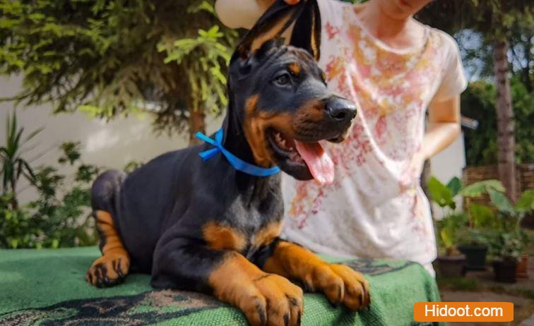 Atp Pet House Pets And Pet Accessories Near Sangamesh Circle In Anantapur Ap - Photo No. 01