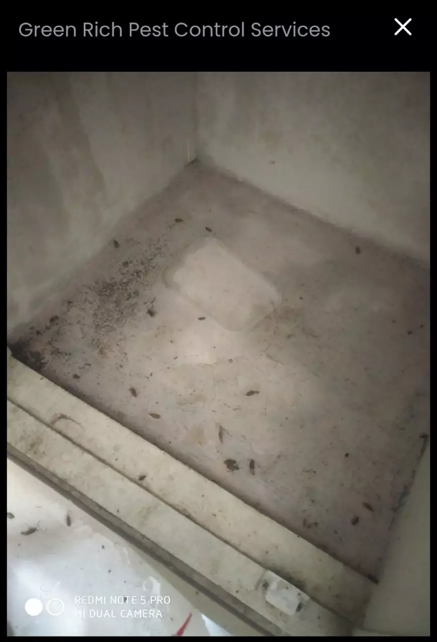 Green Rich Pest Control Services Ck Nagar In Bangalore - Photo No. 21
