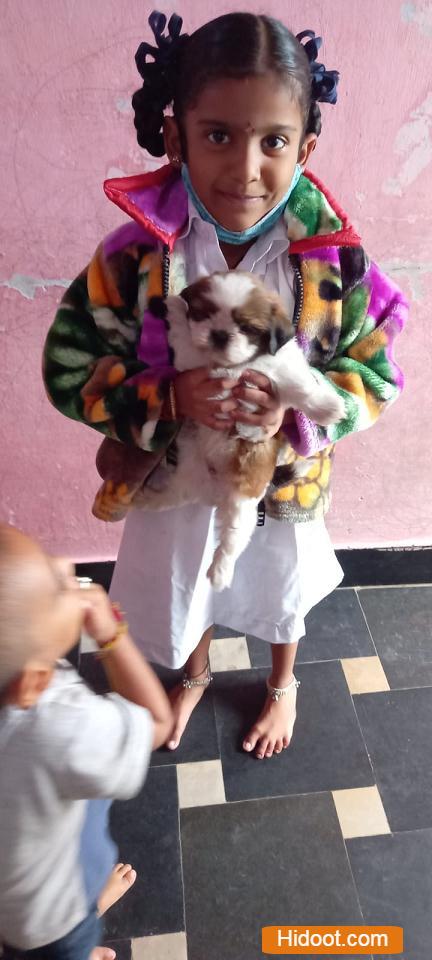 Mohan Pets Shop Pets And Pet Accessories Near R Agraharam In Guntur - Photo No. 71