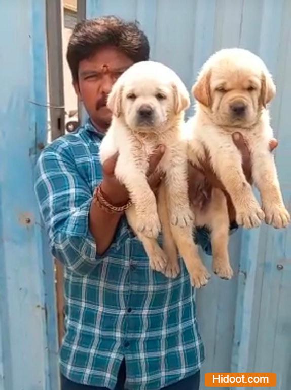 Mohan Pets Shop Pets And Pet Accessories Near R Agraharam In Guntur - Photo No. 31