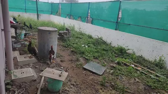 rareman farms mandadam in guntur - Photo No.4