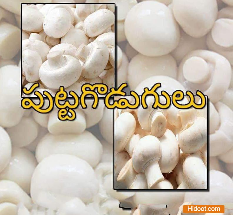 sri shiva balaji car travels and frozen foods tenali in guntur - Photo No.2
