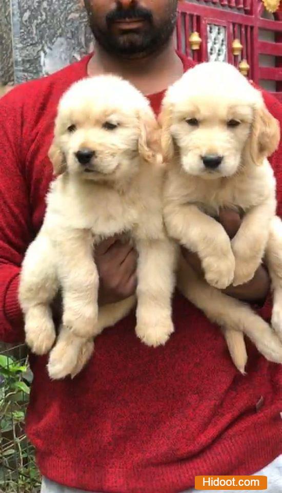 Bobby Pet Mart Pets And Pet Accessories Agatavapadu In Guntur - Photo No. 31