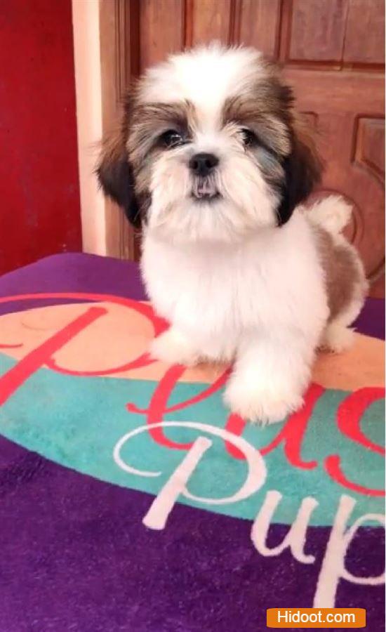 Bobby Pet Mart Pets And Pet Accessories Agatavapadu In Guntur - Photo No. 11