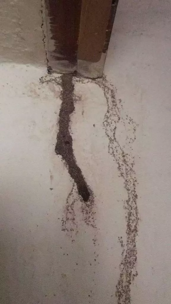 Durga Bhavani Pest Control Services Near Manikonda In Hyderabad - Photo No. 21