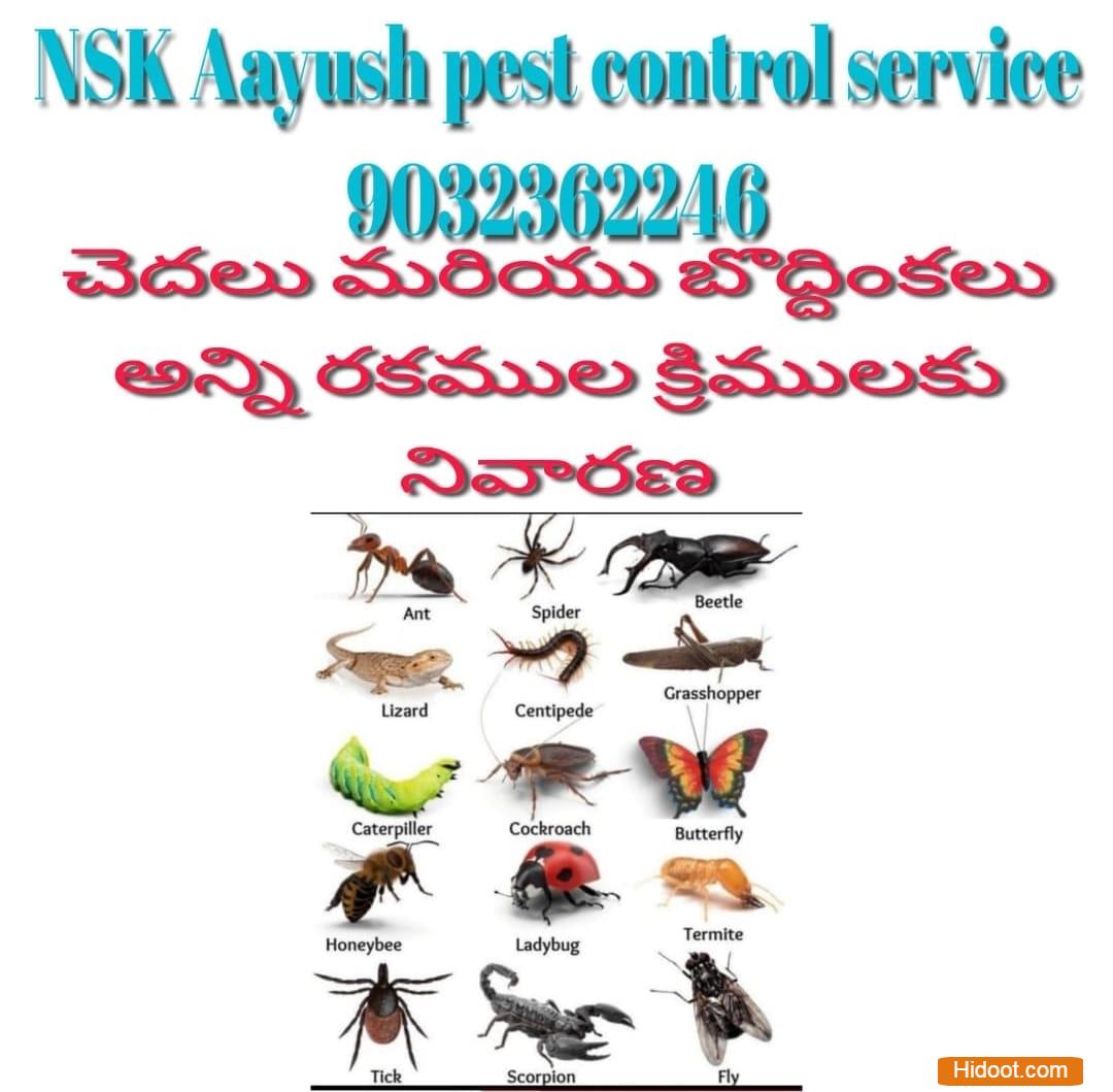 Nsk Aayush Pest Control Services Amberpet In Hyderabad - Photo No. 31