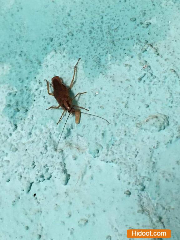 Durga Bhavani Pest Control Services Near Manikonda In Hyderabad - Photo No. 91