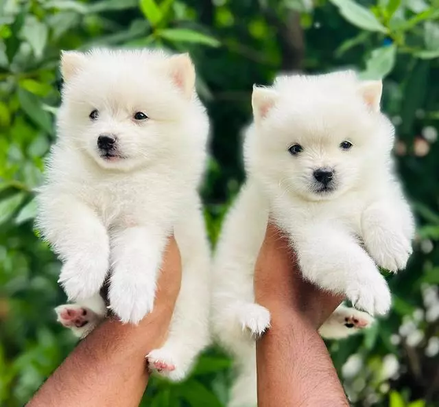 Ng Kennels Vanastalipuram In Hyderabad - Photo No. 11