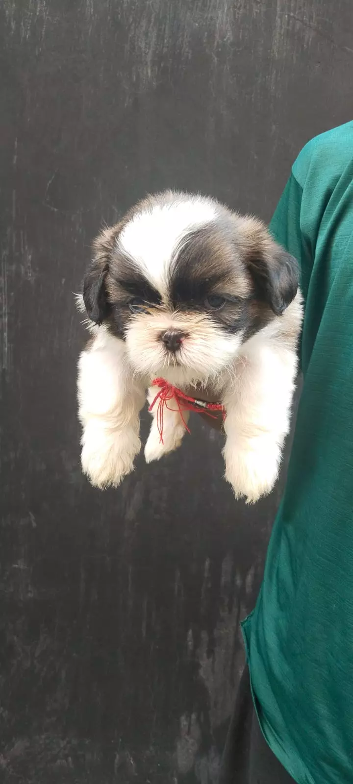 Ng Kennels Vanastalipuram In Hyderabad - Photo No. 31