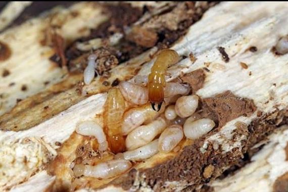 Hi Five Pest Control Panjagutta In Hyderabad - Photo No. 41