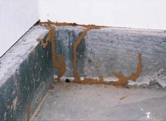 Hi Five Pest Control Panjagutta In Hyderabad - Photo No. 11