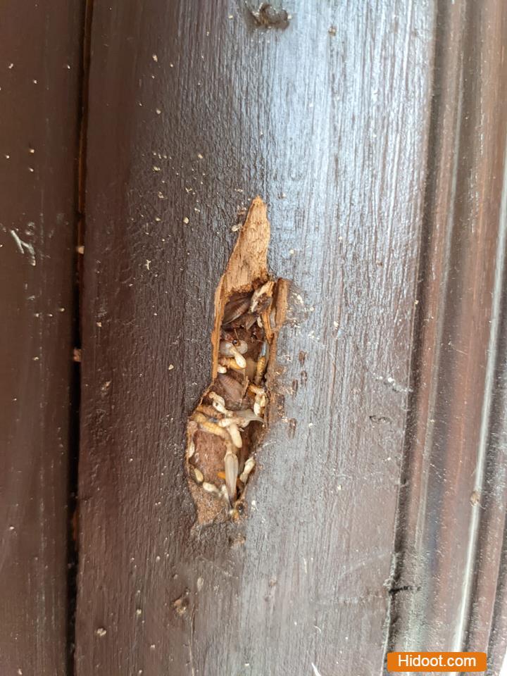 Jk Pest Control Gandipet In Rangareddy - Photo No. 31